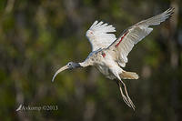 ibis 10621.jpg