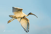 ibis 15155.jpg