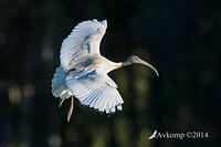 ibis 16342.jpg