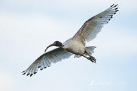 ibis 17438.jpg