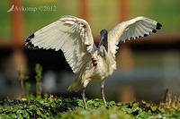ibis 4866.jpg
