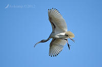 ibis 4994.jpg