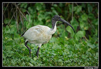 ibis3765.jpg