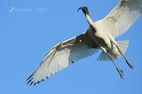 ibis5651.jpg