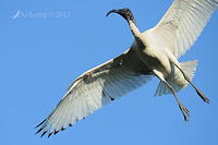 ibis5652.jpg