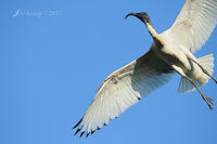 ibis5653.jpg