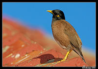 indian myna 12.jpg