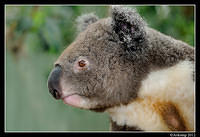 koala 1593.jpg
