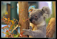 koala 1595.jpg