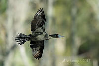 little black cormorant 12723.jpg