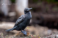 little black cormorant 2606