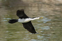 little pied cormorant 14789