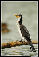 little pied cormorant 1493.jpg