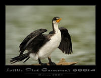 little pied cormorant 1495 copy.jpg