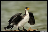 little pied cormorant 1495.jpg