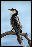 little pied cormorant 2.jpg