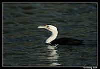 littlepied cormorant 0027.jpg