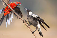 magpie and rosella 2866