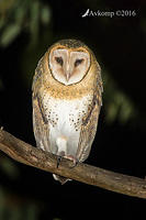 masked owl 10547