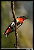 mistletoe bird 5141.jpg