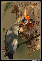 mistletoe bird 5142.jpg