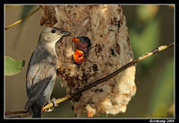 mistletoe bird 5143.jpg
