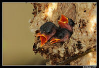 mistletoe bird 5149.jpg