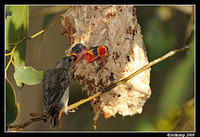 mistletoe bird 5152.jpg