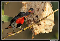 mistletoe bird 5158.jpg