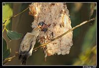 mistletoe bird 5167.jpg