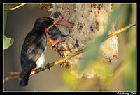 mistletoe bird 5173.jpg