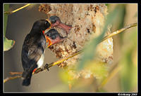 mistletoe bird 5174.jpg