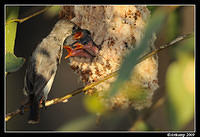 mistletoe bird 5182.jpg