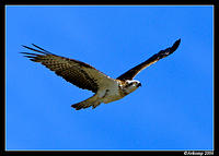 osprey 12.jpg