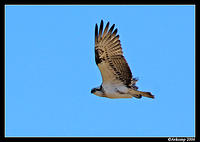osprey 18.jpg