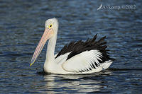 pelican  5031.jpg