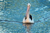 pelican 0283