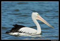pelican 0774.jpg