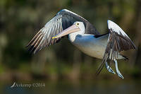 pelican 12665.jpg