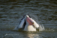 pelican 13911.jpg