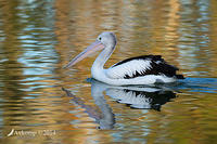 pelican 15028.jpg