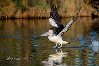 pelican 15043.jpg