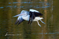 pelican 15049.jpg