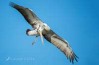 pelican 15190.jpg