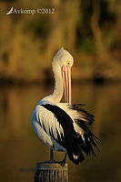 pelican 2384.jpg