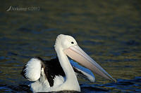 pelican 2419.jpg