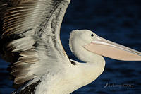 pelican 2421.jpg