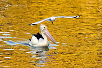 pelican 3720.jpg
