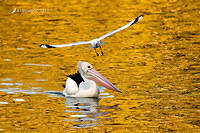 pelican 3722 contrast.jpg