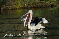 pelican 3848